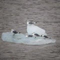 Gulls drift on a ice block past the Nordenskiöldbreen glacier, near Pyramiden, Svalbard, Norway